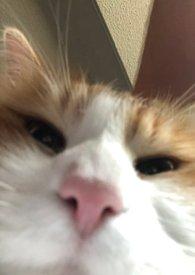 蓝胡子小女孩的人浪中想真心告白