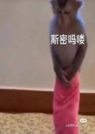 泡芙小姐动画