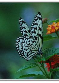 蝶恋花春景古诗带拼音