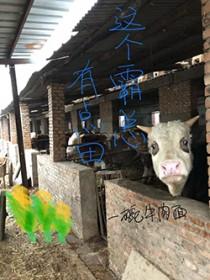 这个霸总我要了钱小小