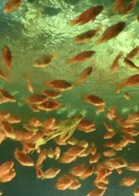 非正常关系什么意思